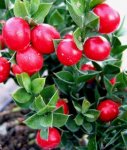 Ruscus aculeaius 