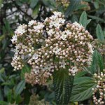 Viburnum rhytidophyllum Hemsl